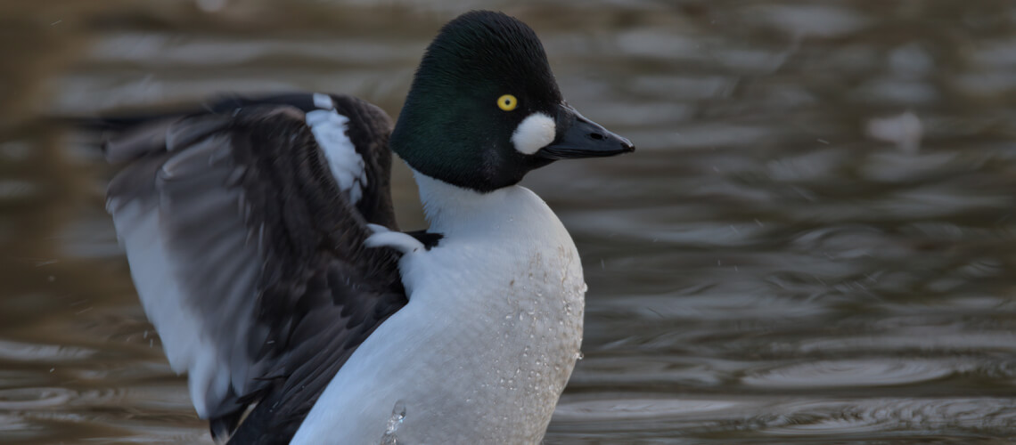 Common Goldeneye hunting