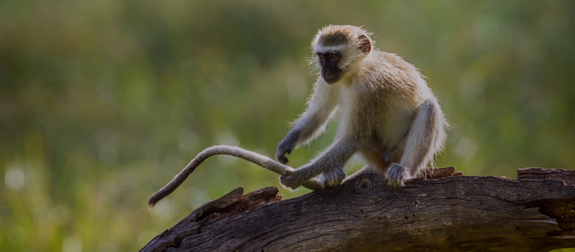 Vervet Monkey hunting
