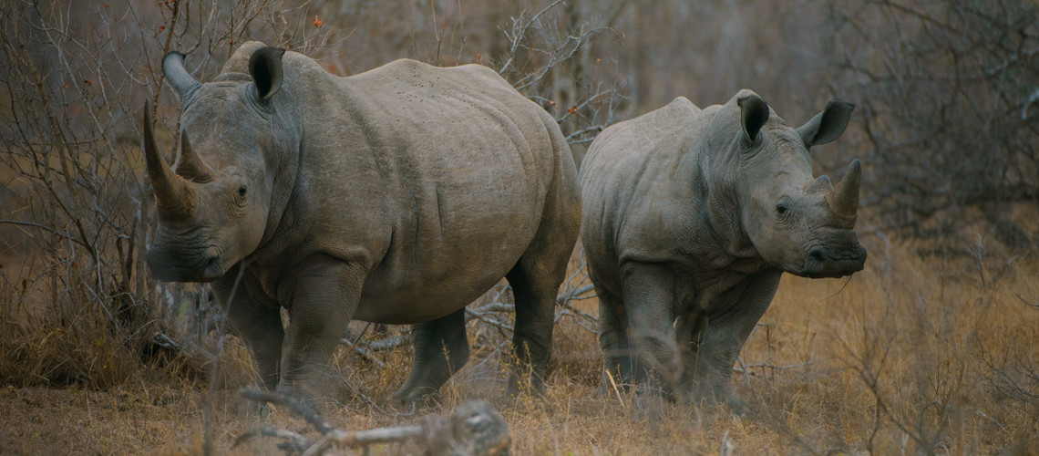 Rhino hunting