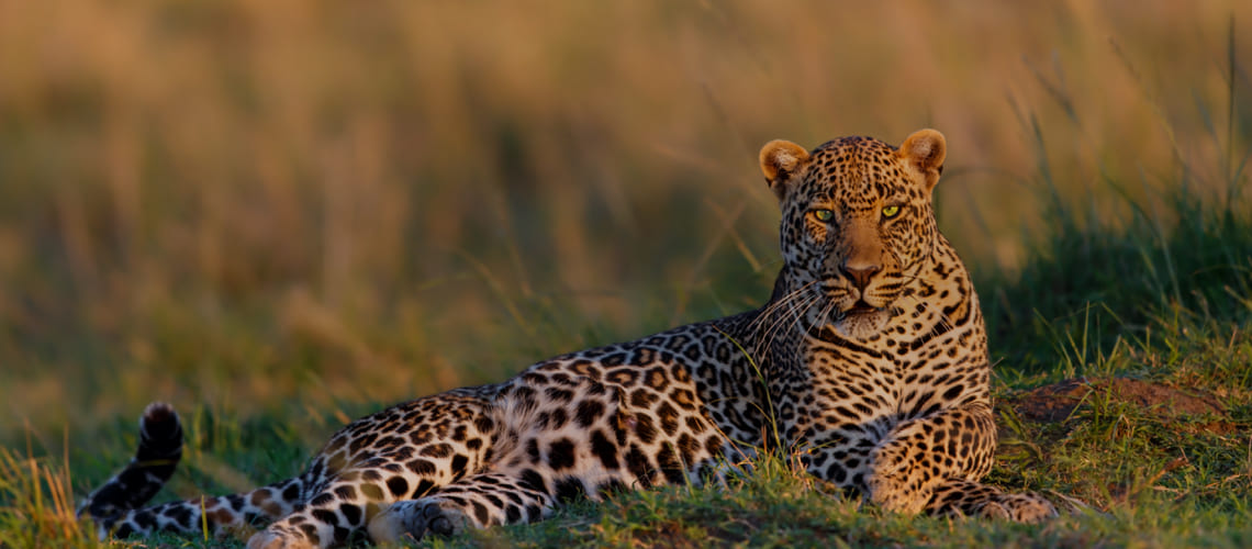 Leopard hunting