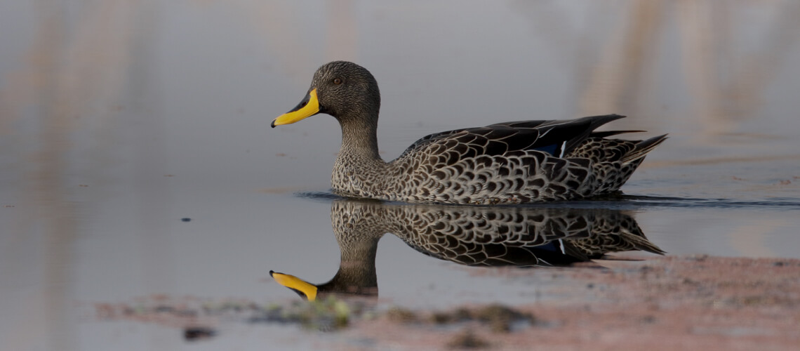 Yellow-Billed Duck hunting