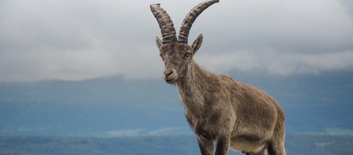 Ronda Ibex hunting