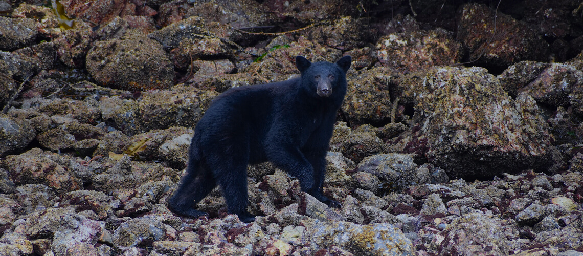 Coastal Black Bear hunting