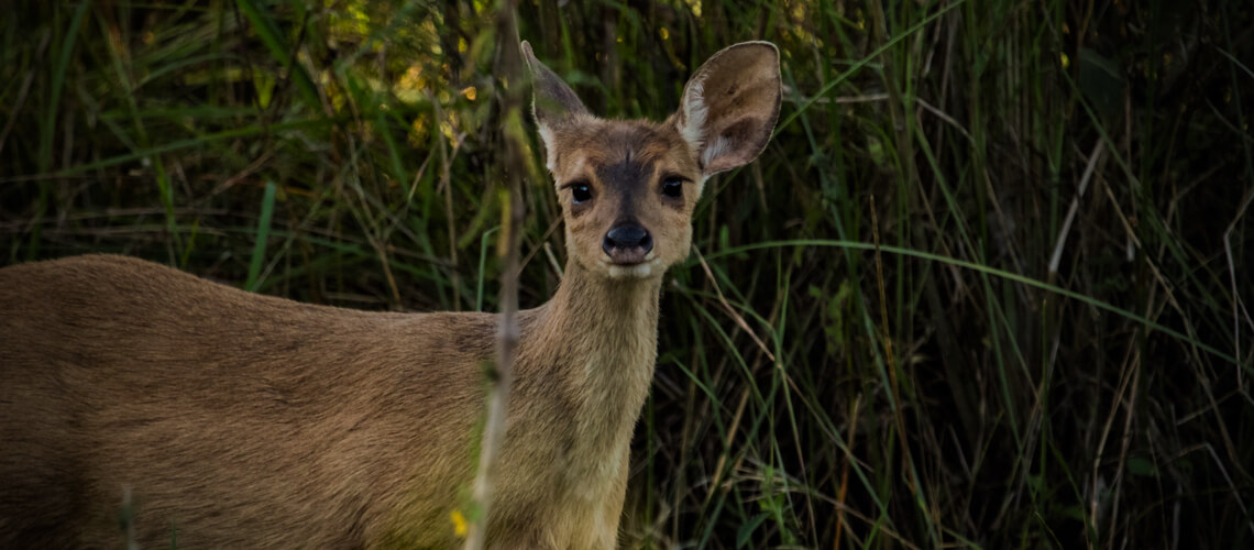 Brown Brocket Deer hunting