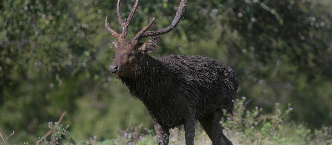 Moluccan Rusa Deer hunting