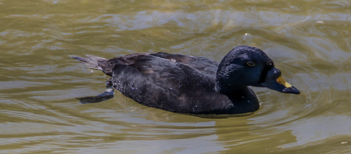 Common Scoter hunting