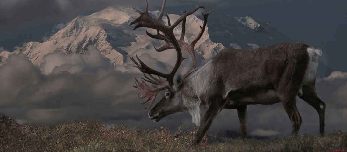 Mountain Caribou hunting