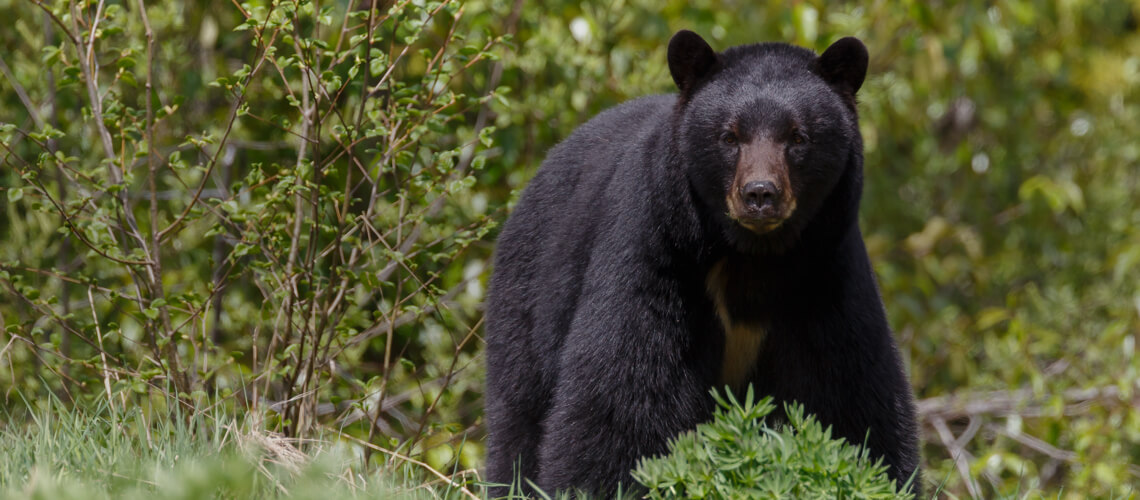 Black Bear hunting