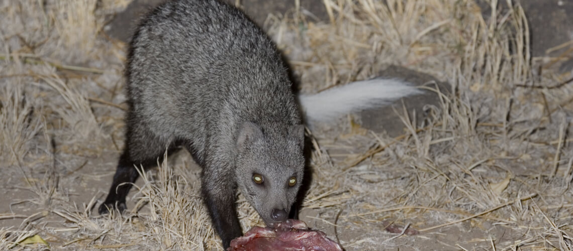 White-Tailed Mongoose hunting