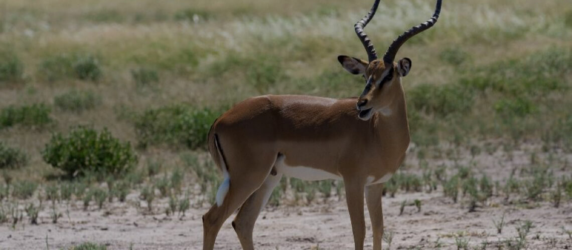 Black-Faced Impala hunting