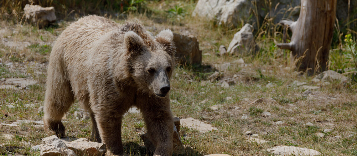Himalayan Bear hunting