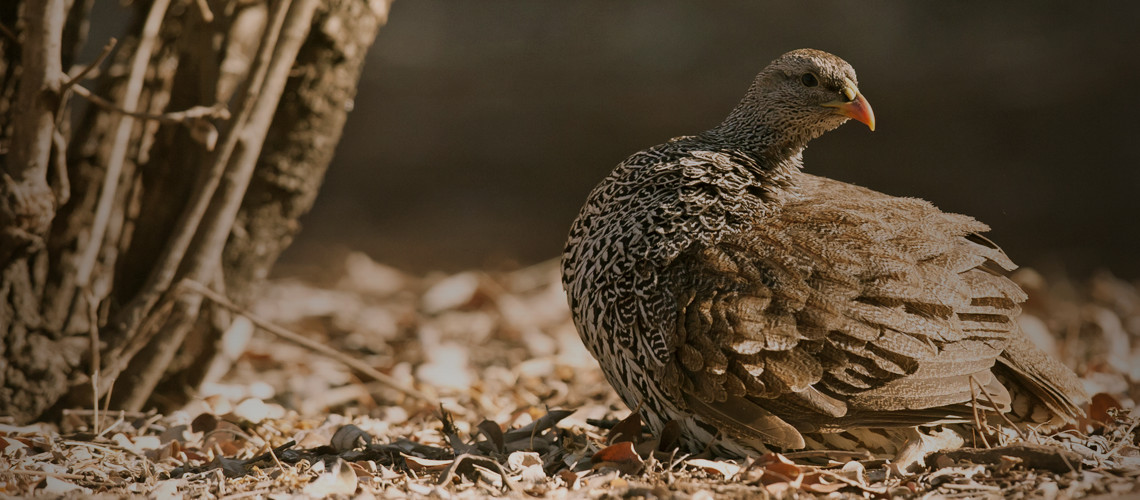 Francolin hunting