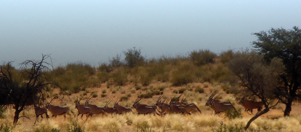 Chapungu-Kambako Safaris