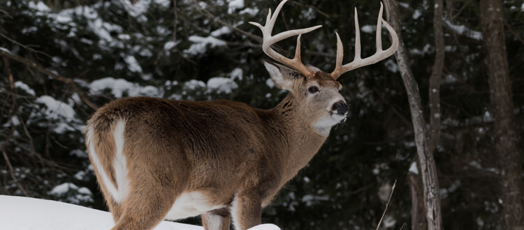 Big Game hunt in United States