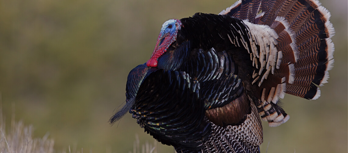 Merriam's Turkey hunting