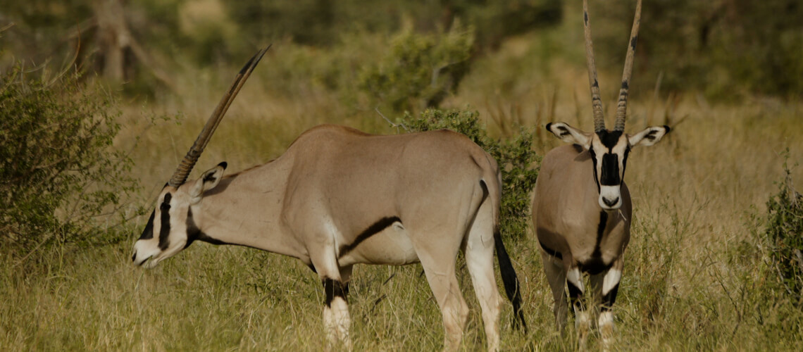 Beisa Oryx hunting