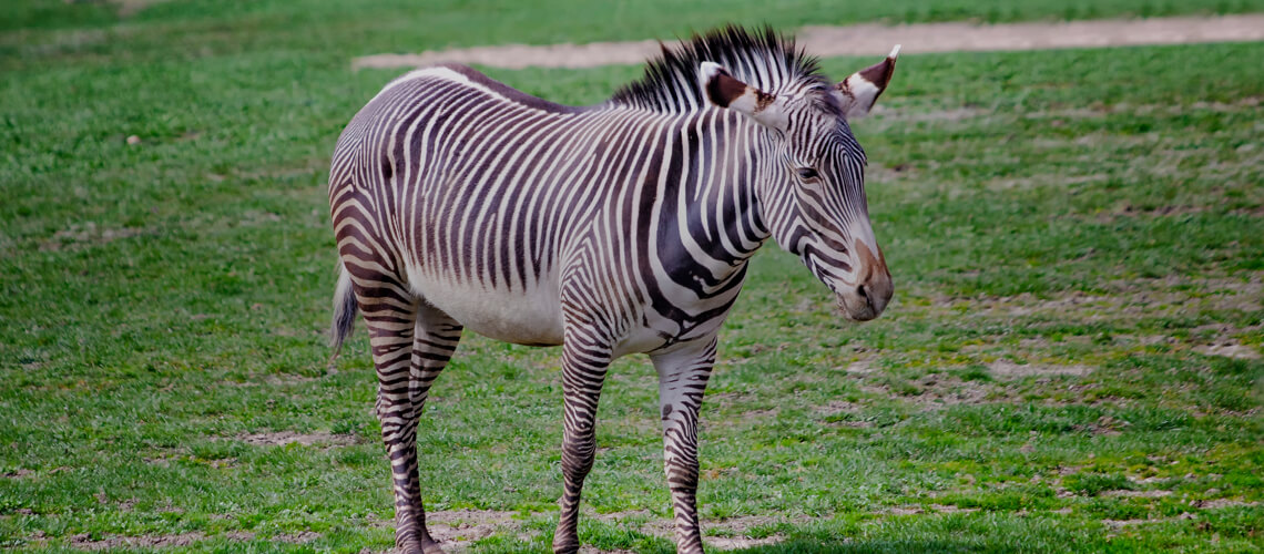Chapman's Zebra hunting