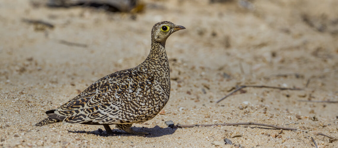 Double-Banded Sandgrouse hunting