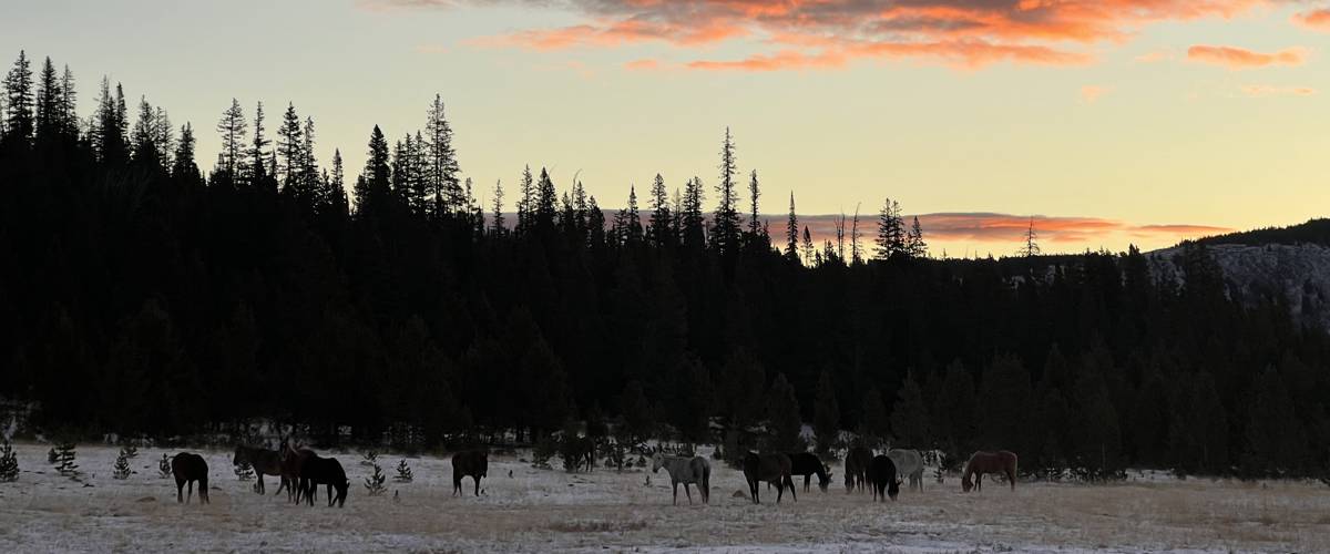 Steel Creek Outfitters