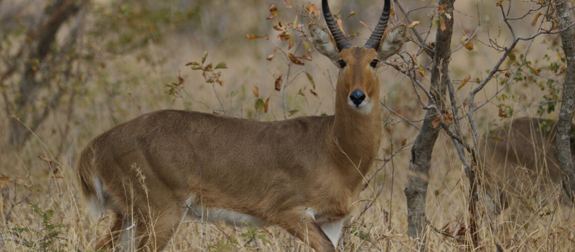 Reedbuck hunting