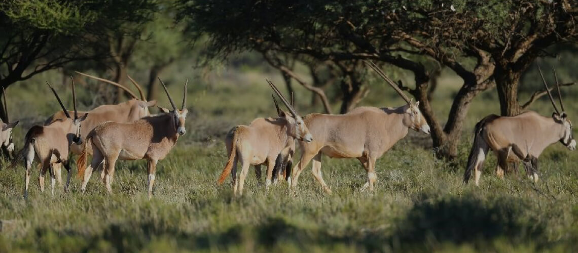Golden Gemsbuck hunting