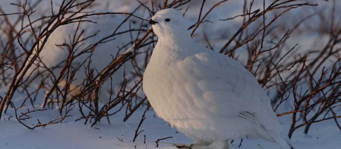 Ptarmigan hunting