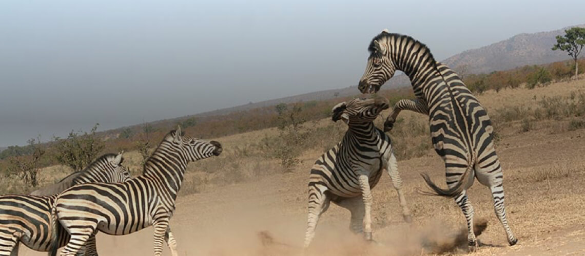 Eland Safaris