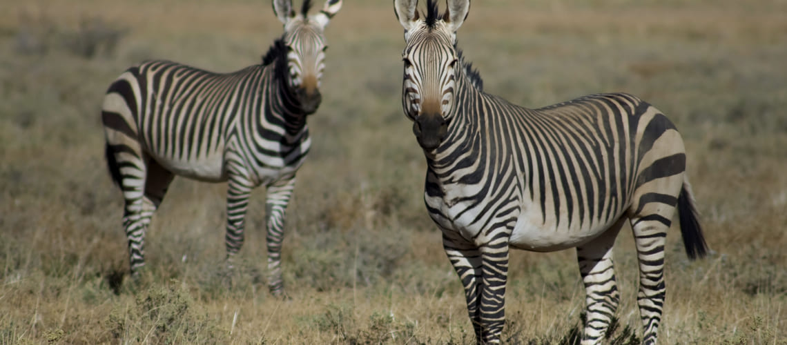 Hartmanns Zebra hunting