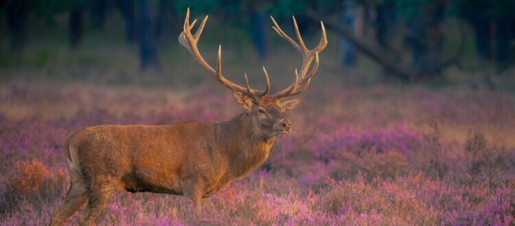 Big Game hunt in Europe