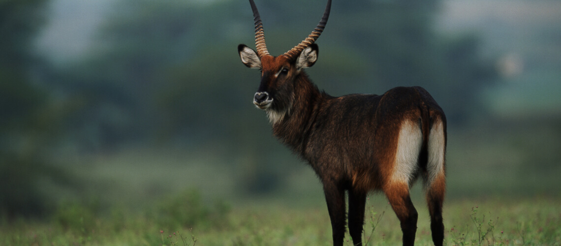 Crawshay Defassa Waterbuck hunting
