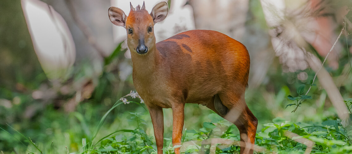 Duiker hunting