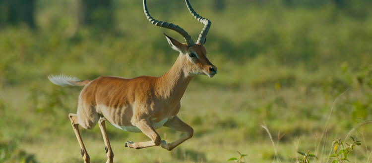 Impala hunting in South Africa