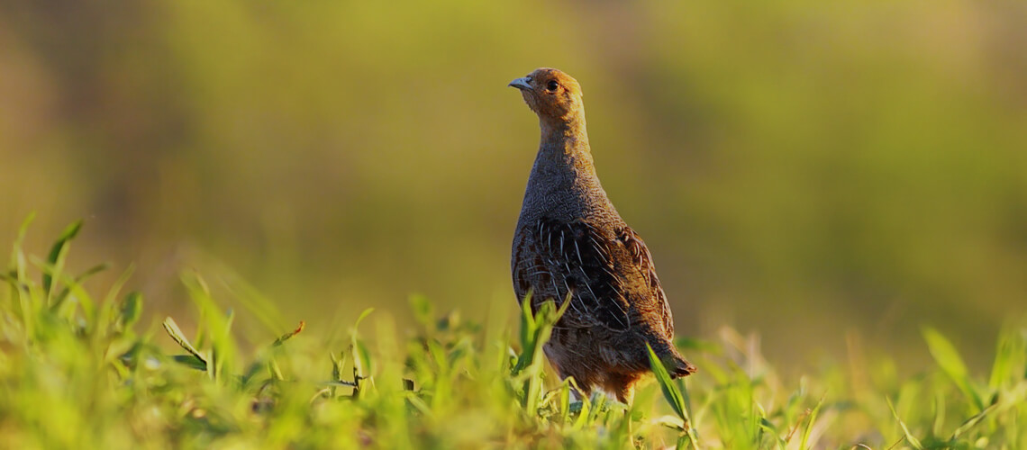 Grey Partridge hunting