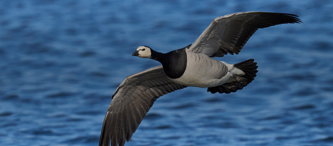 Barnacle Goose hunting