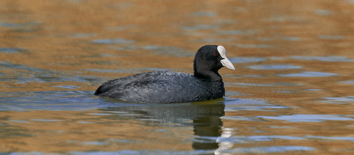 Coot hunting