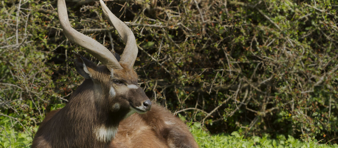 Forest Sitatunga hunting