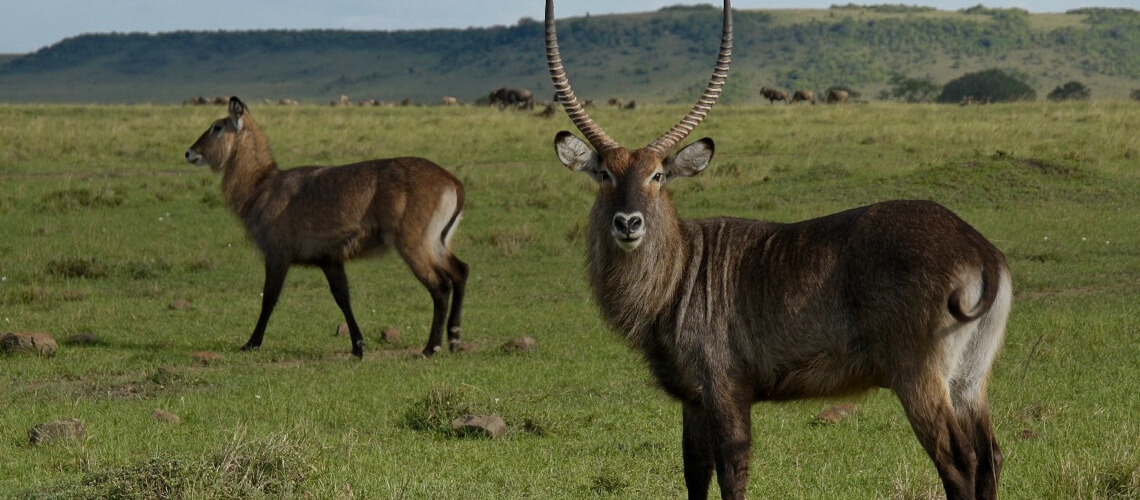 Defassa Waterbuck hunting