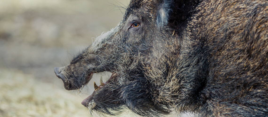Ussuri Wild Boar hunting