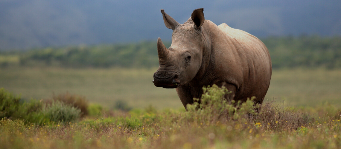 Big Five hunt