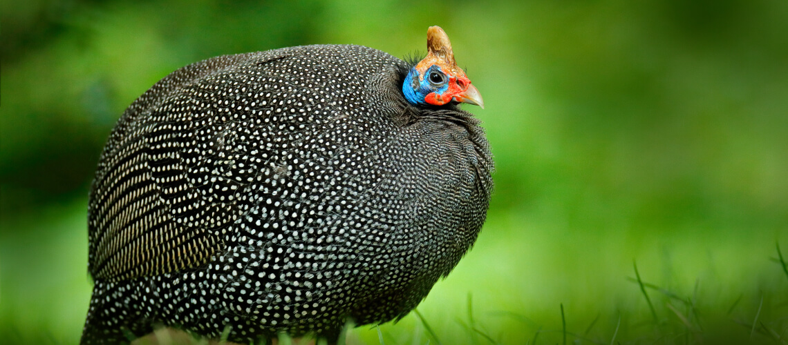 Guineafowl hunting