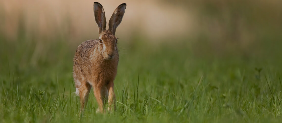 Rabbit hunting