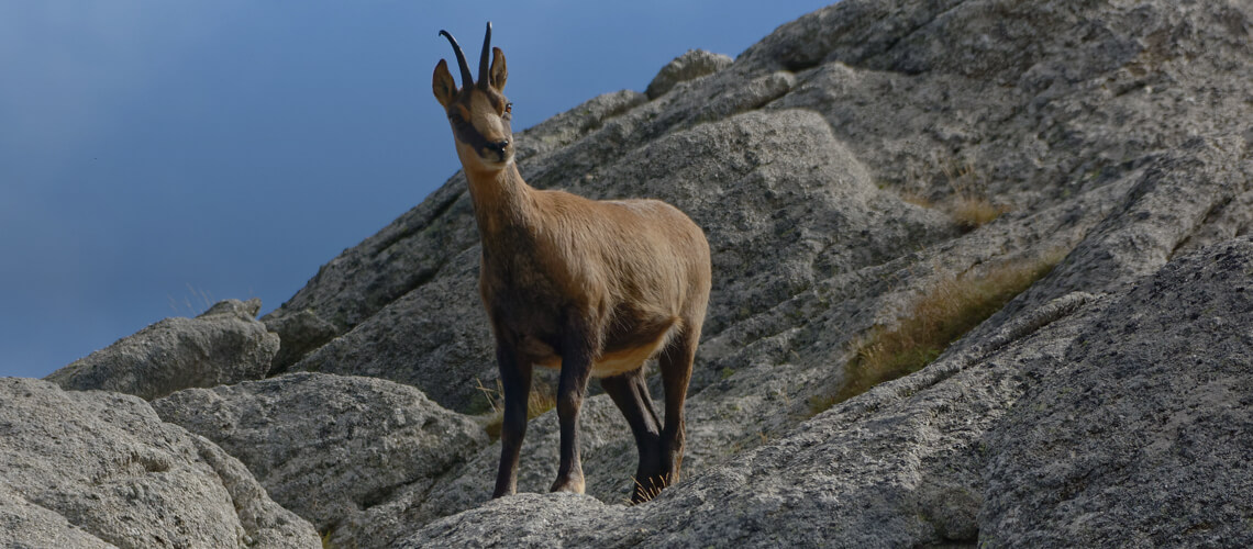 Pyrenean Chamois hunting
