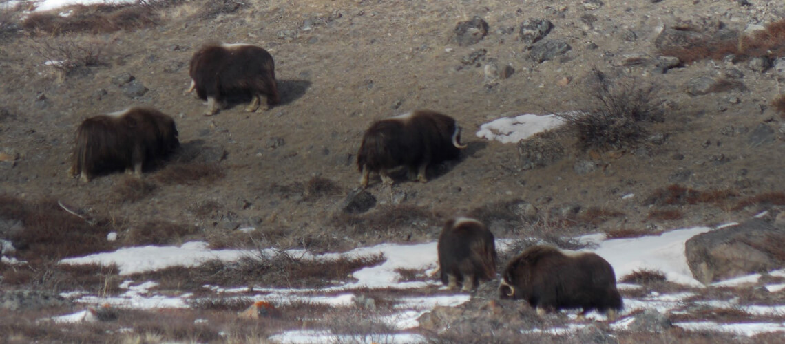 Trophy Hunting Greenland