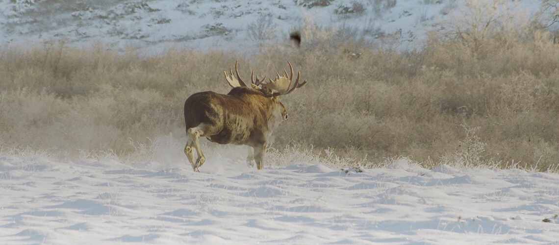 East-Siberian Moose hunting