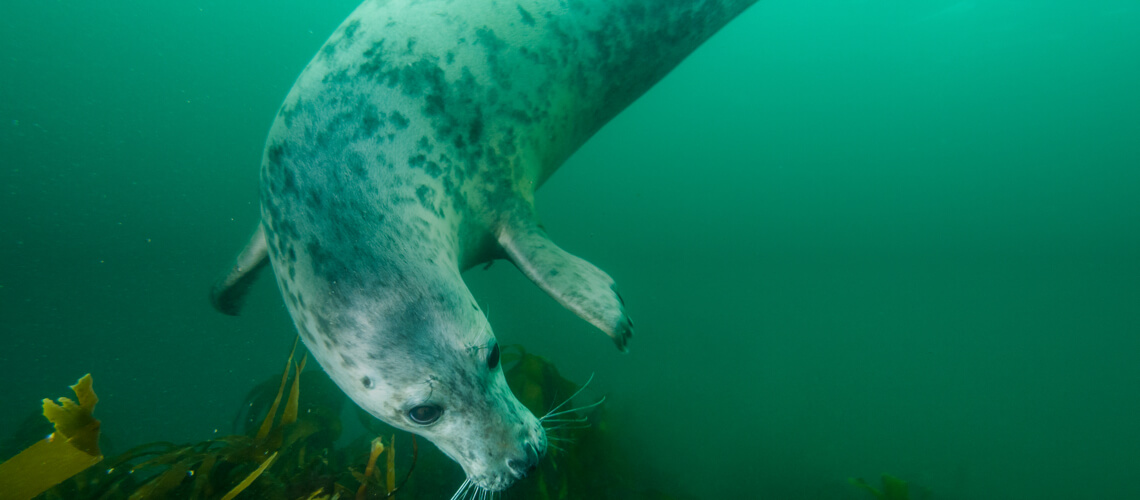 Grey Seal hunting