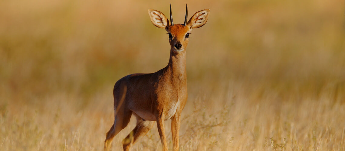 Steenbok hunting