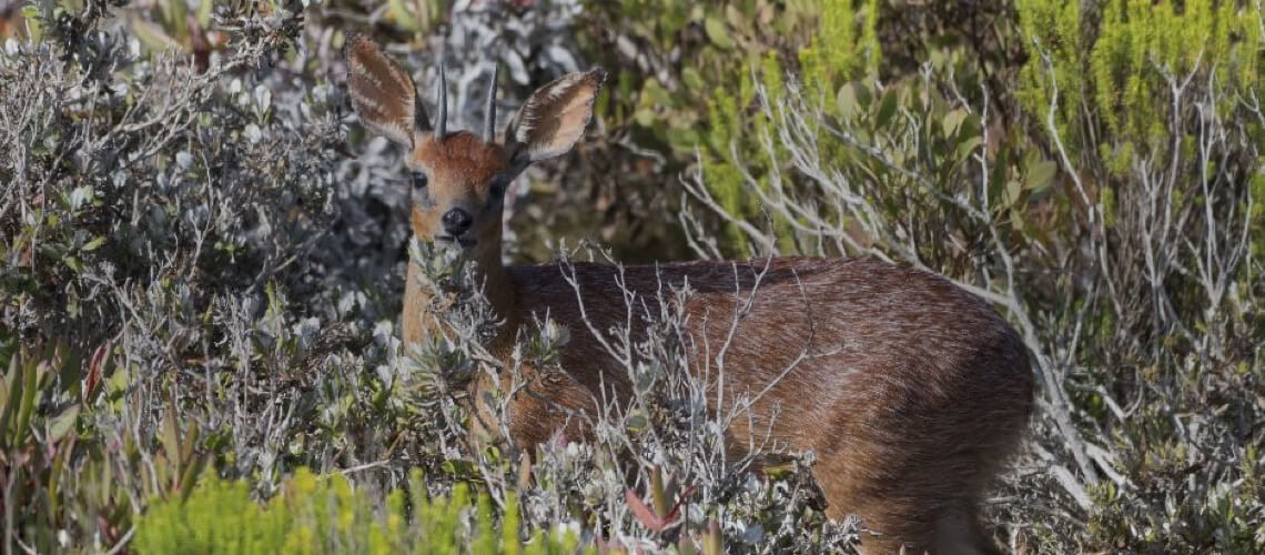Cape Grysbuck hunting