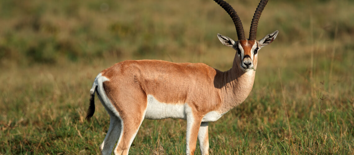 Gazelle hunting