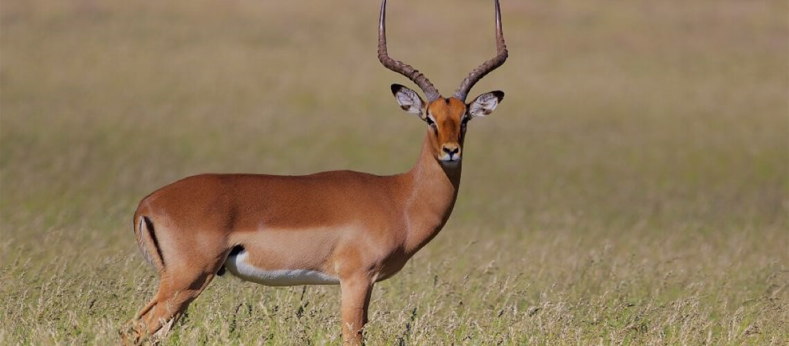 Saddleback Impala hunting