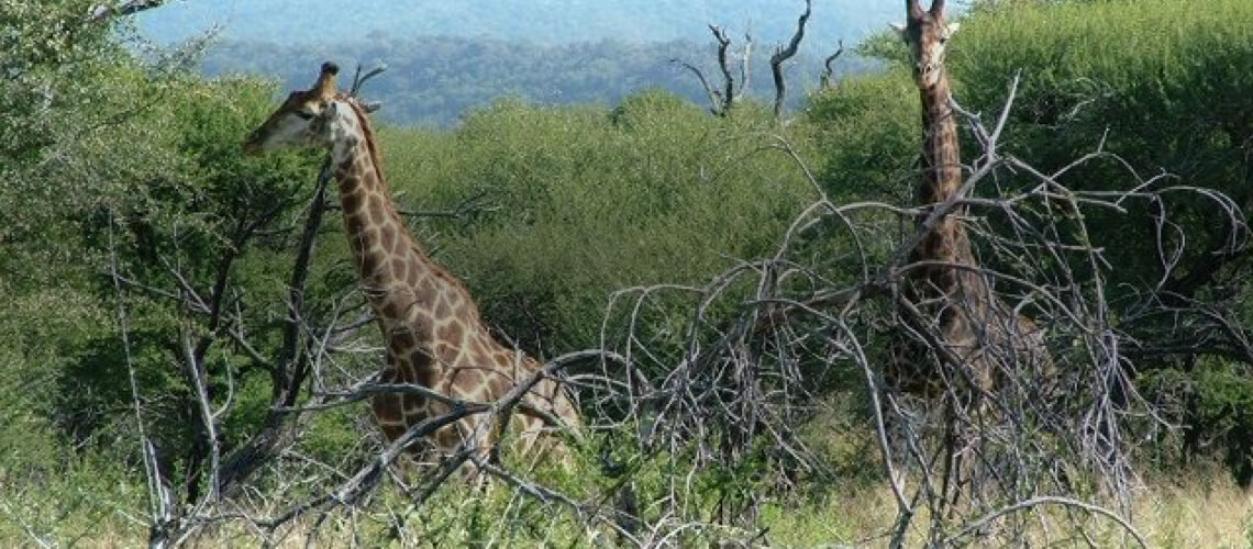 Sadaka Safaris